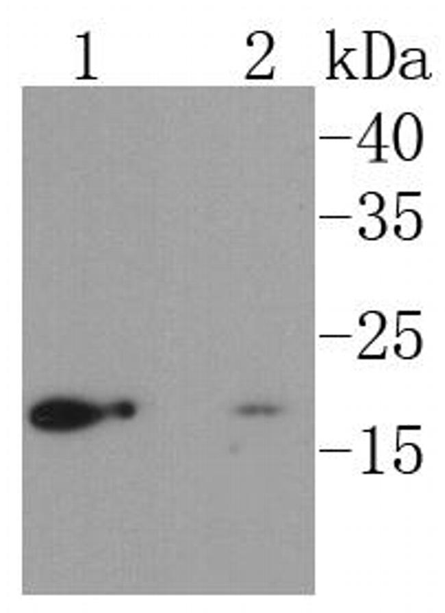 UBC9 Antibody in Western Blot (WB)