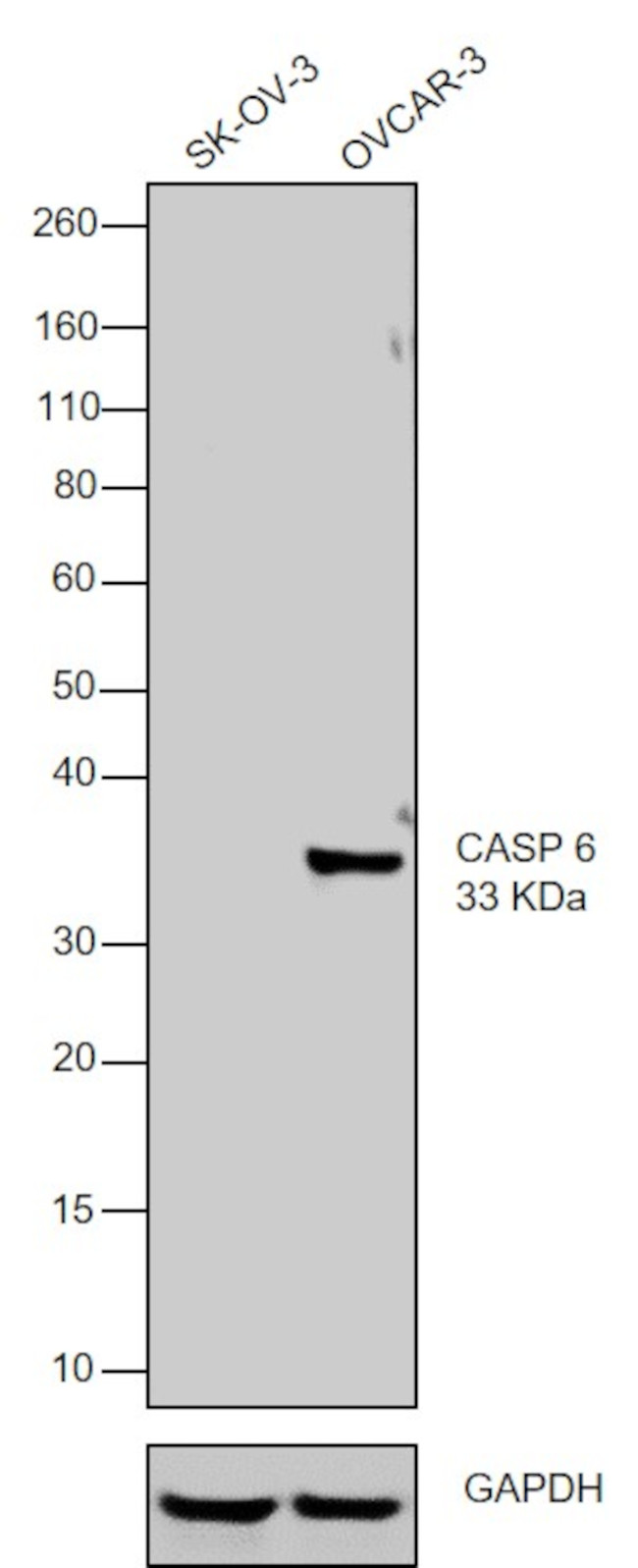 Caspase 6 Antibody