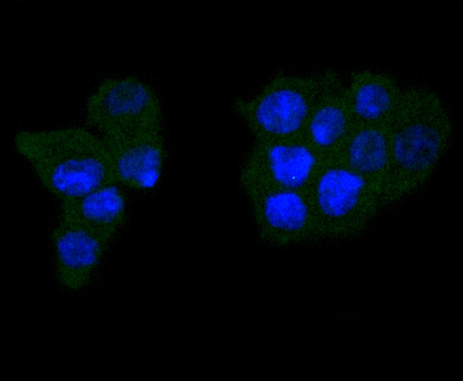 Caspase 6 Antibody in Immunocytochemistry (ICC/IF)