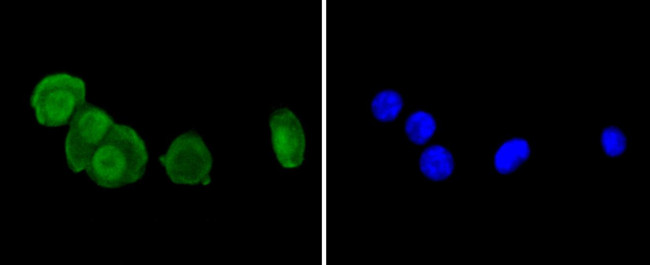 CD230 (PrP) Antibody in Immunocytochemistry (ICC/IF)