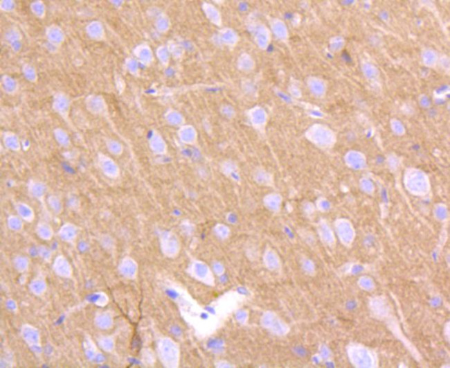 CD230 (PrP) Antibody in Immunohistochemistry (Paraffin) (IHC (P))