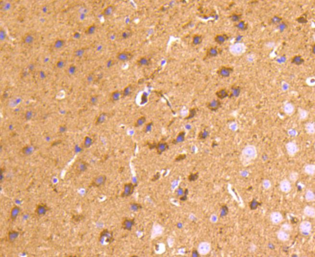 CD230 (PrP) Antibody in Immunohistochemistry (Paraffin) (IHC (P))