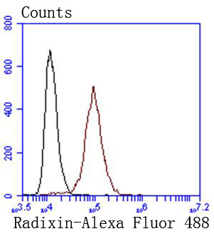 Radixin Antibody in Flow Cytometry (Flow)
