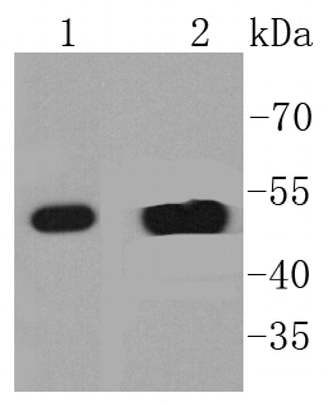 Cytokeratin 14 Antibody in Western Blot (WB)