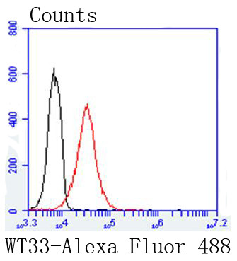 WT1 Antibody in Flow Cytometry (Flow)