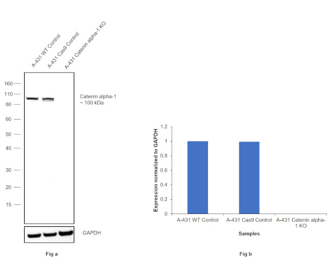 Catenin alpha-1 Antibody