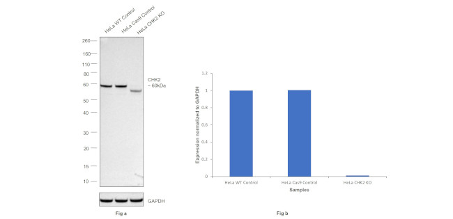 CHK2 Antibody