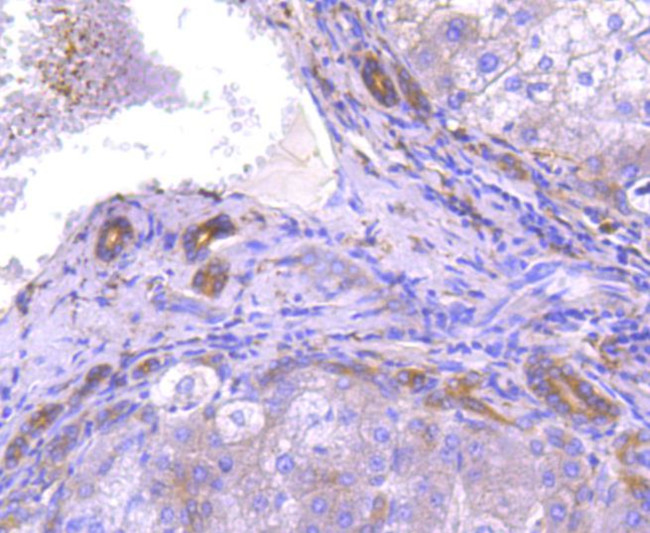 ATG7 Antibody in Immunohistochemistry (Paraffin) (IHC (P))