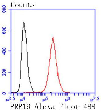 PRP19 Antibody in Flow Cytometry (Flow)