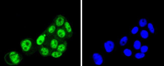 PRP19 Antibody in Immunocytochemistry (ICC/IF)