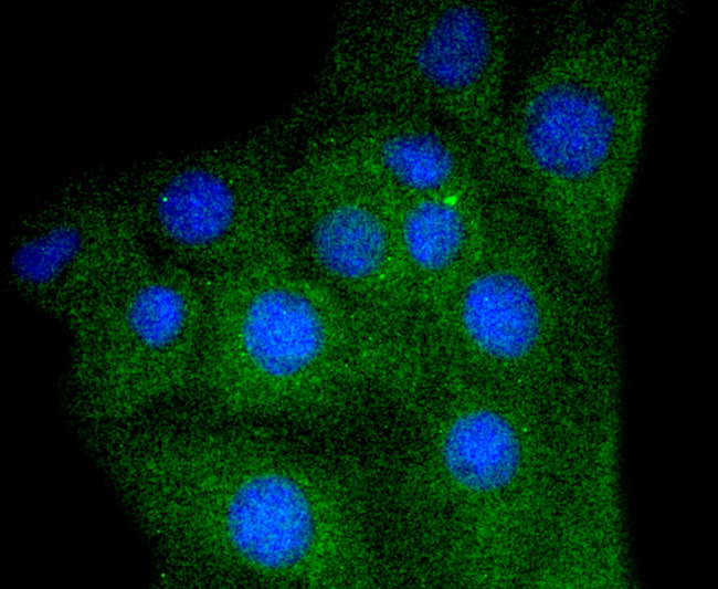 Myoglobin Antibody in Immunocytochemistry (ICC/IF)