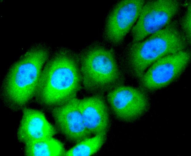 CD13 Antibody in Immunocytochemistry (ICC/IF)