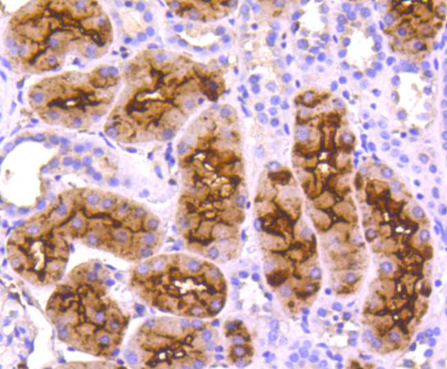 CD13 Antibody in Immunohistochemistry (Paraffin) (IHC (P))