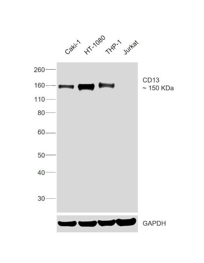 CD13 Antibody