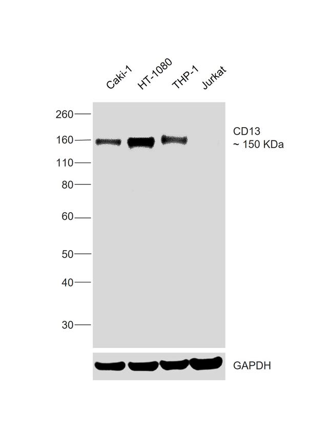 CD13 Antibody in Western Blot (WB)