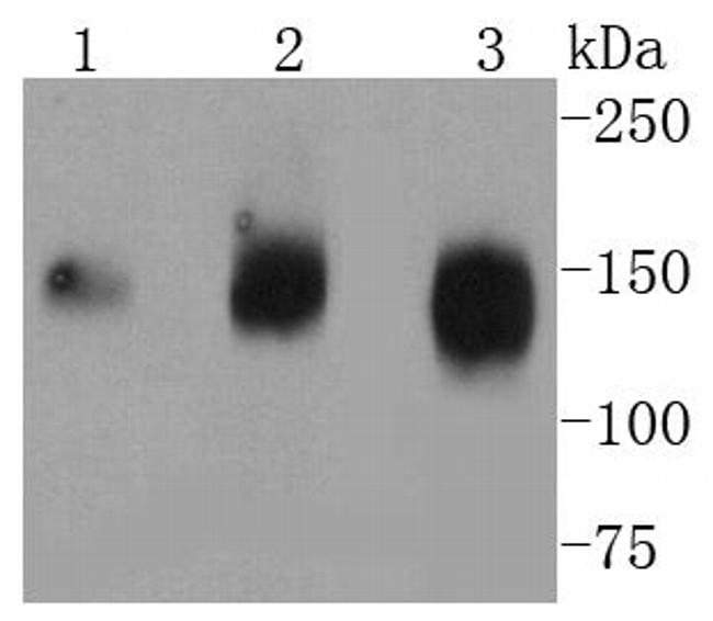 CD13 Antibody in Western Blot (WB)