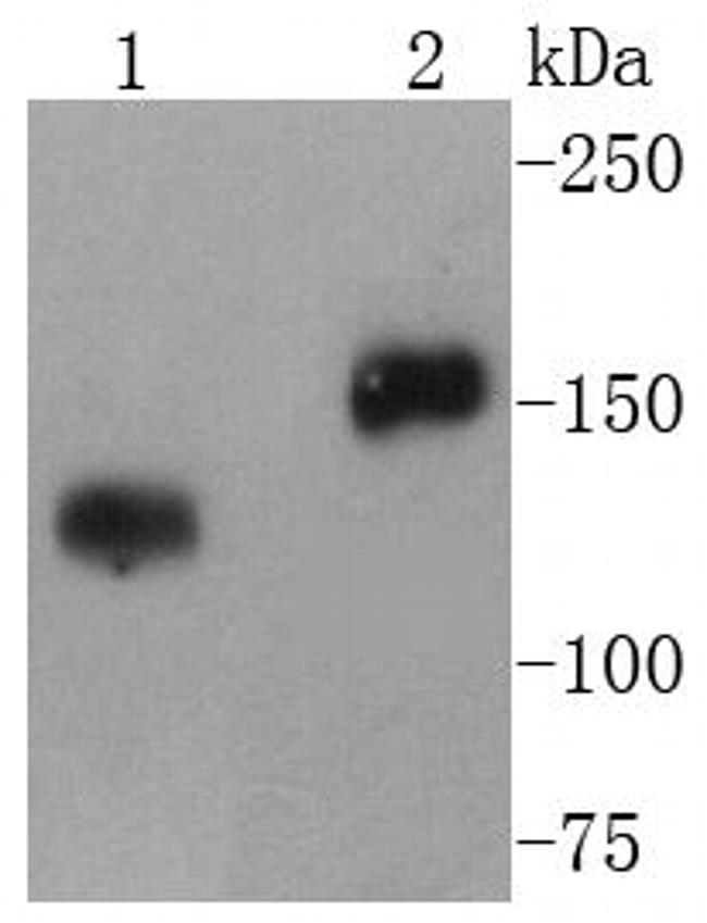 CD21 Antibody in Western Blot (WB)