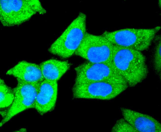 DKK1 Antibody in Immunocytochemistry (ICC/IF)