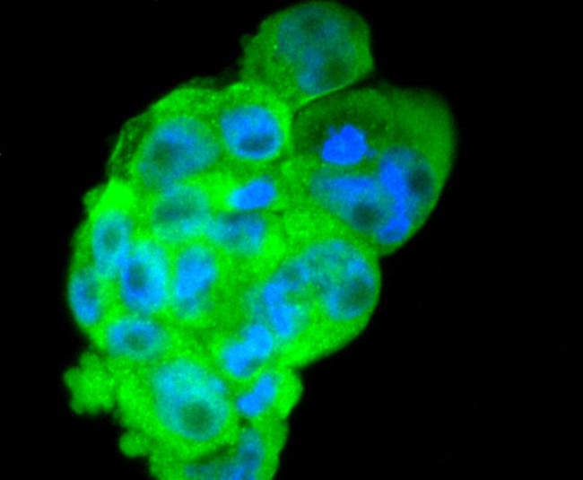 DKK1 Antibody in Immunocytochemistry (ICC/IF)