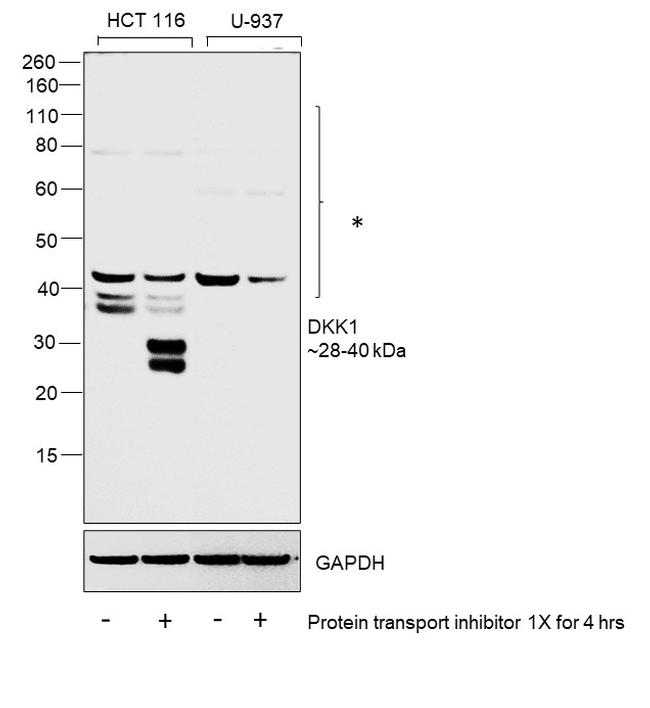 DKK1 Antibody in Western Blot (WB)