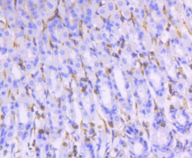 Moesin Antibody in Immunohistochemistry (Paraffin) (IHC (P))