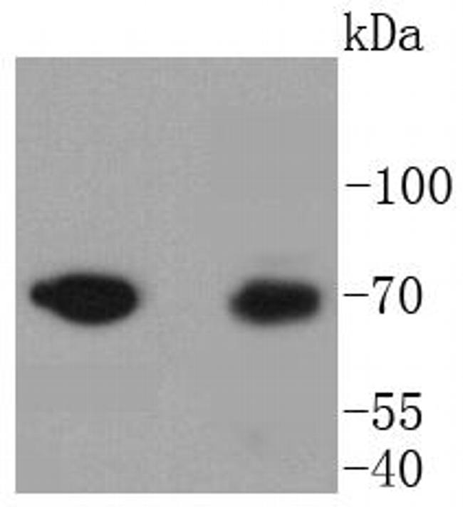 Moesin Antibody in Western Blot (WB)