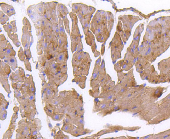 GARS Antibody in Immunohistochemistry (Paraffin) (IHC (P))