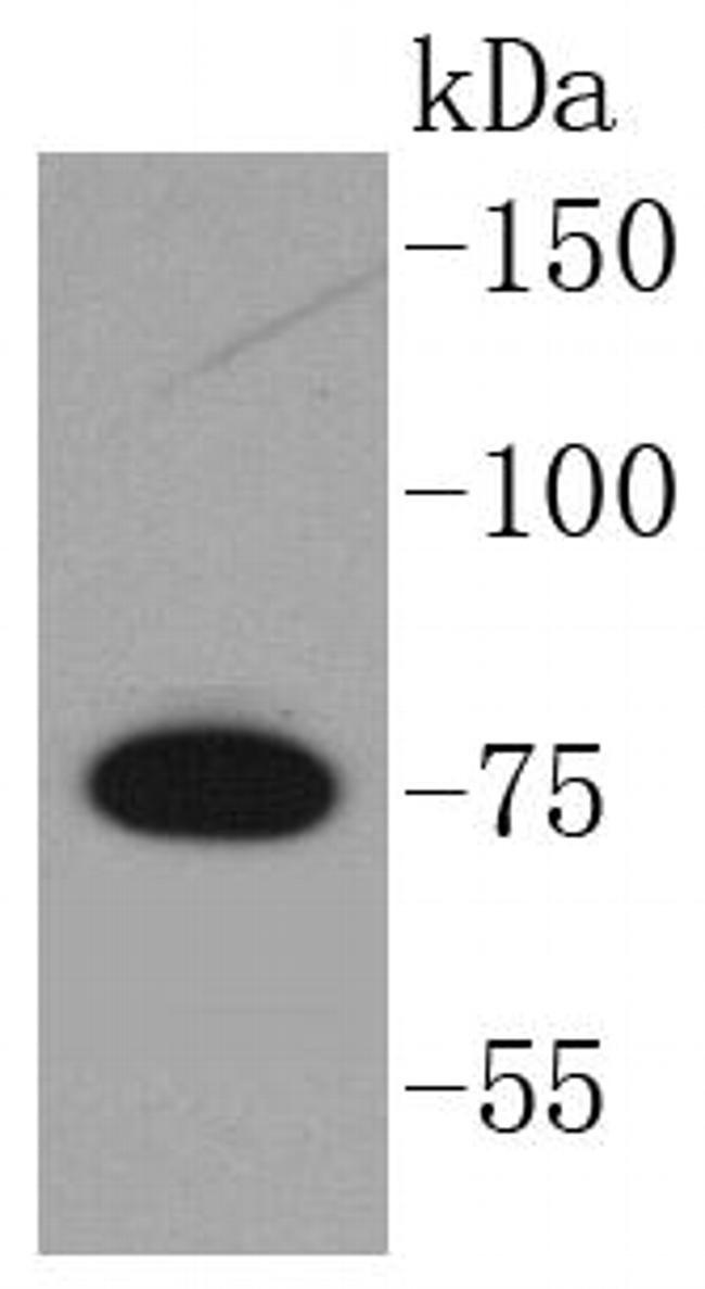 GARS Antibody in Western Blot (WB)