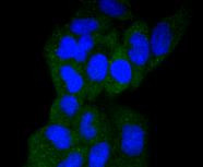 GART Antibody in Immunocytochemistry (ICC/IF)