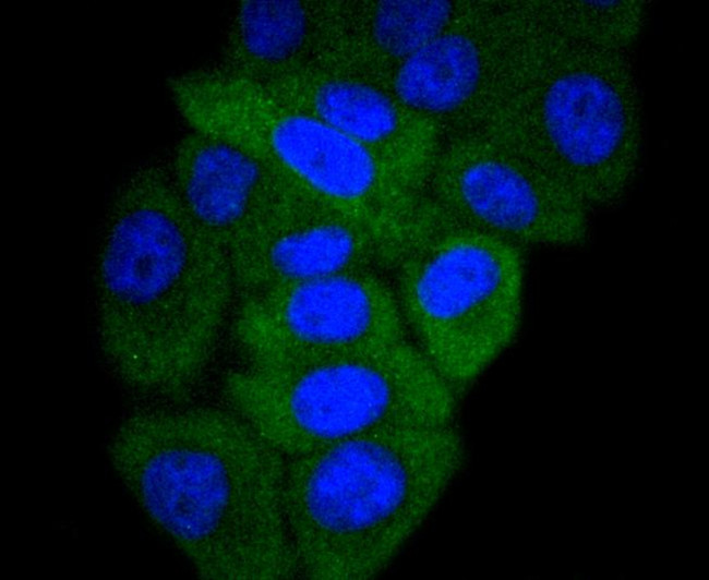 GART Antibody in Immunocytochemistry (ICC/IF)