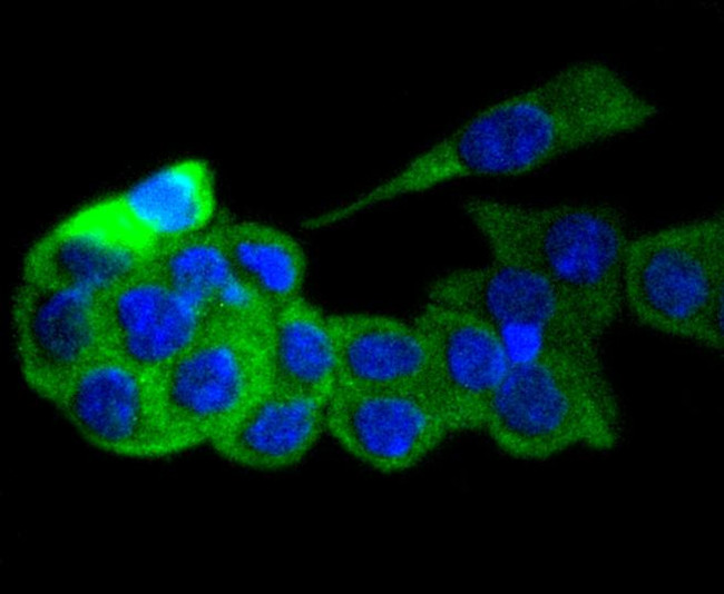 GART Antibody in Immunocytochemistry (ICC/IF)