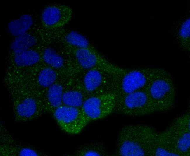 DAXX Antibody in Immunocytochemistry (ICC/IF)