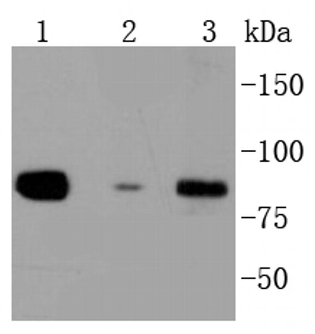 DAXX Antibody in Western Blot (WB)