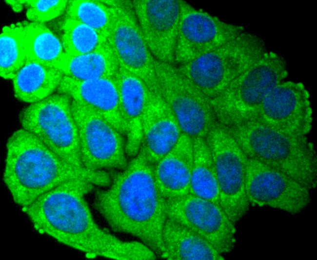 SCF Antibody in Immunocytochemistry (ICC/IF)