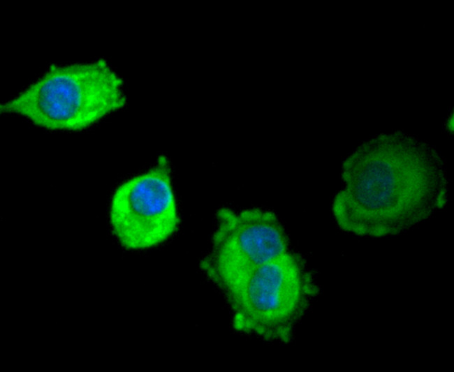 SCF Antibody in Immunocytochemistry (ICC/IF)