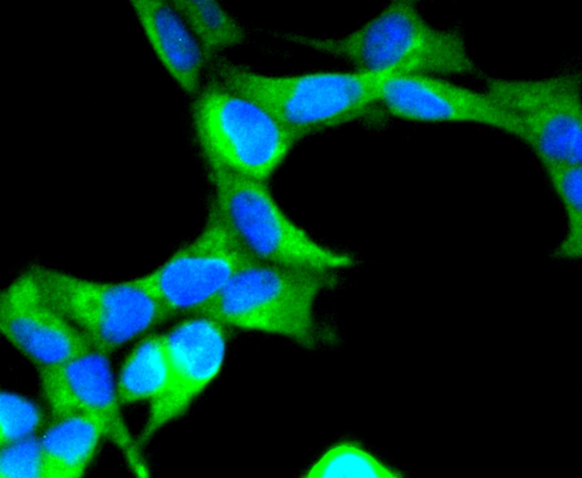 SCF Antibody in Immunocytochemistry (ICC/IF)