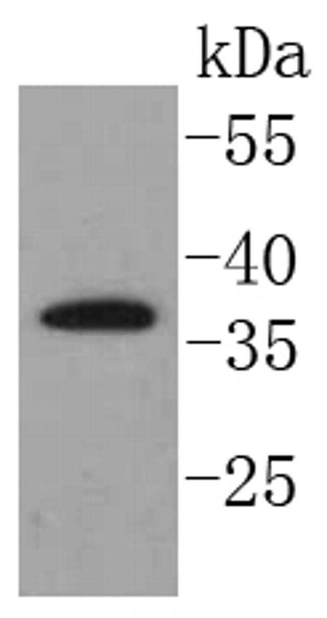 SCF Antibody in Western Blot (WB)