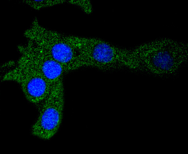 Ferritin Antibody in Immunocytochemistry (ICC/IF)