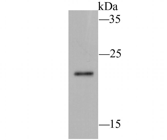 Ferritin Antibody in Western Blot (WB)