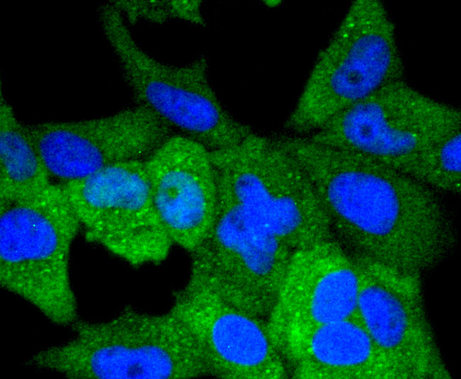 VAV2 Antibody in Immunocytochemistry (ICC/IF)