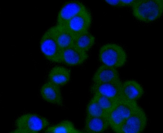 VAV2 Antibody in Immunocytochemistry (ICC/IF)