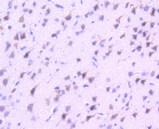 VAV2 Antibody in Immunohistochemistry (Paraffin) (IHC (P))