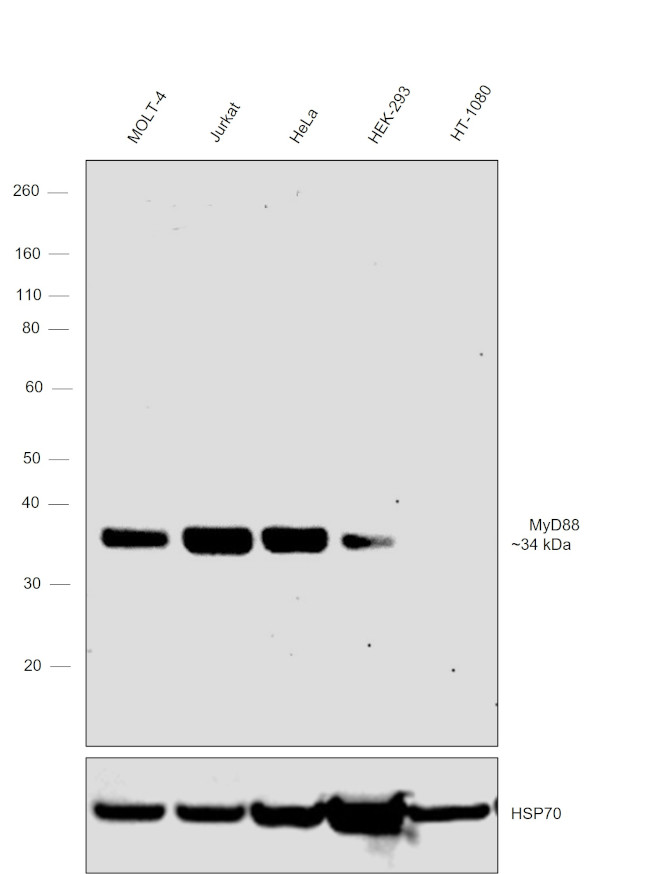 MyD88 Antibody