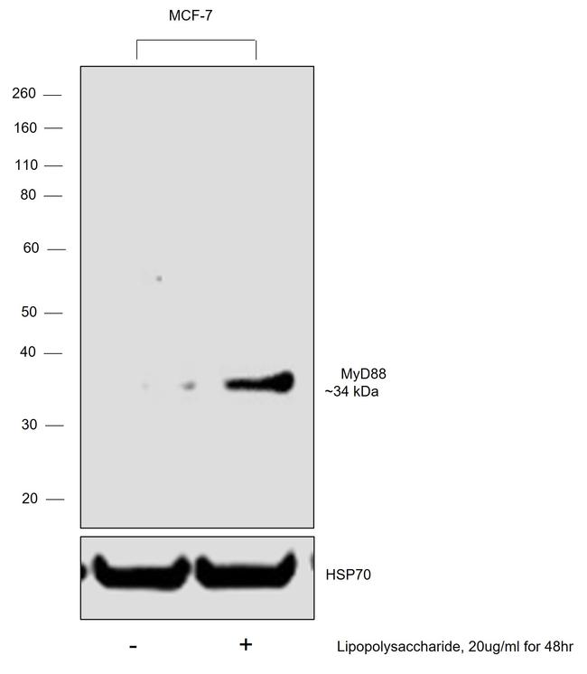 MyD88 Antibody