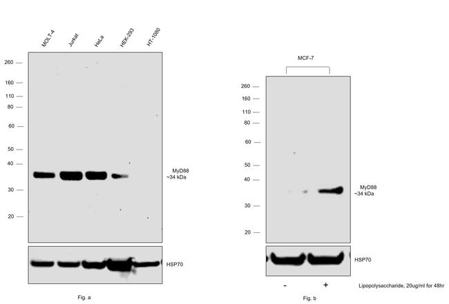 MyD88 Antibody in Western Blot (WB)