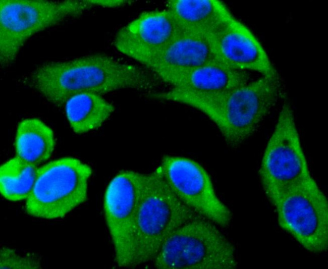 MyD88 Antibody in Immunocytochemistry (ICC/IF)