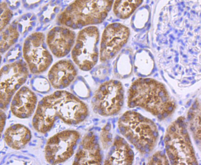 MyD88 Antibody in Immunohistochemistry (Paraffin) (IHC (P))