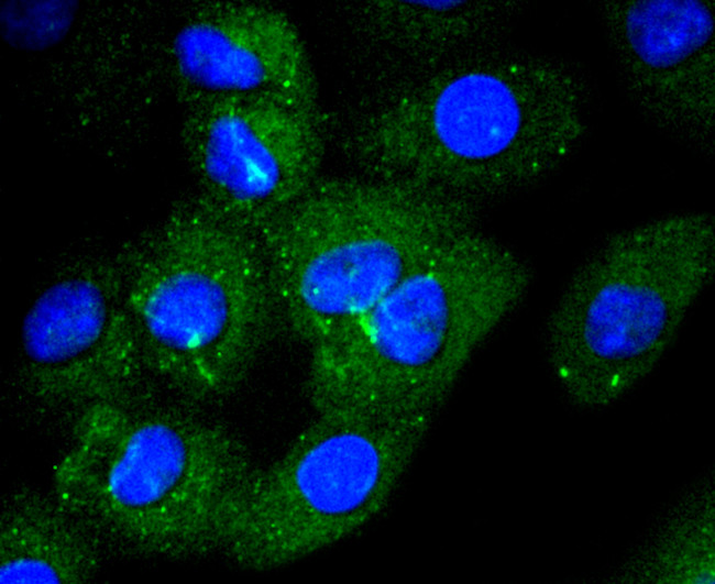 CD14 Antibody in Immunocytochemistry (ICC/IF)