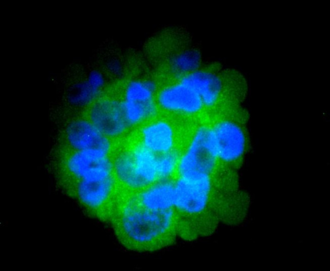 CD14 Antibody in Immunocytochemistry (ICC/IF)