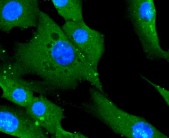 CD14 Antibody in Immunocytochemistry (ICC/IF)